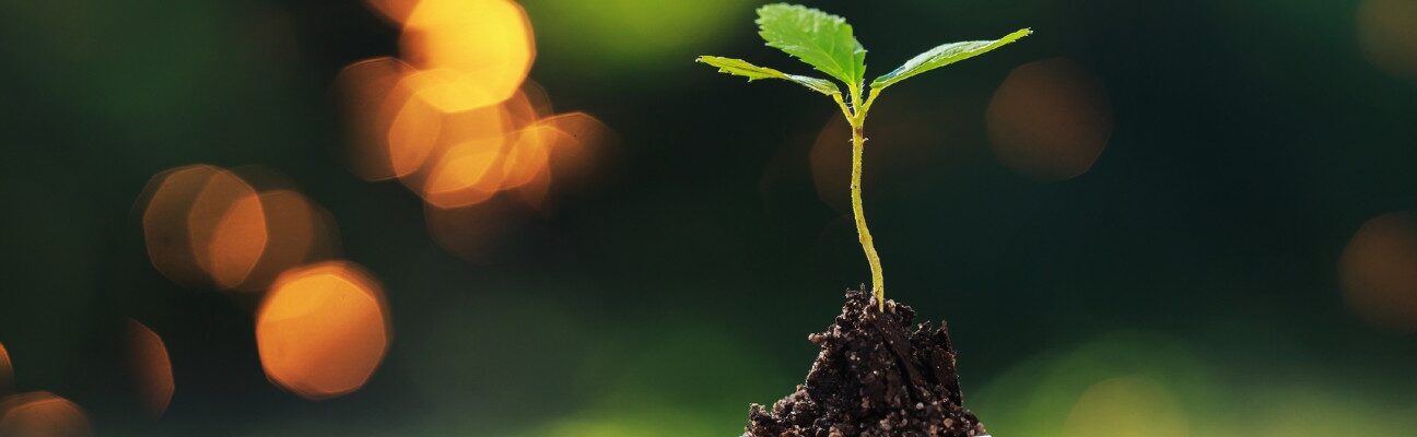 Plant growing from a stack of money symbolising the power of a healthy loan