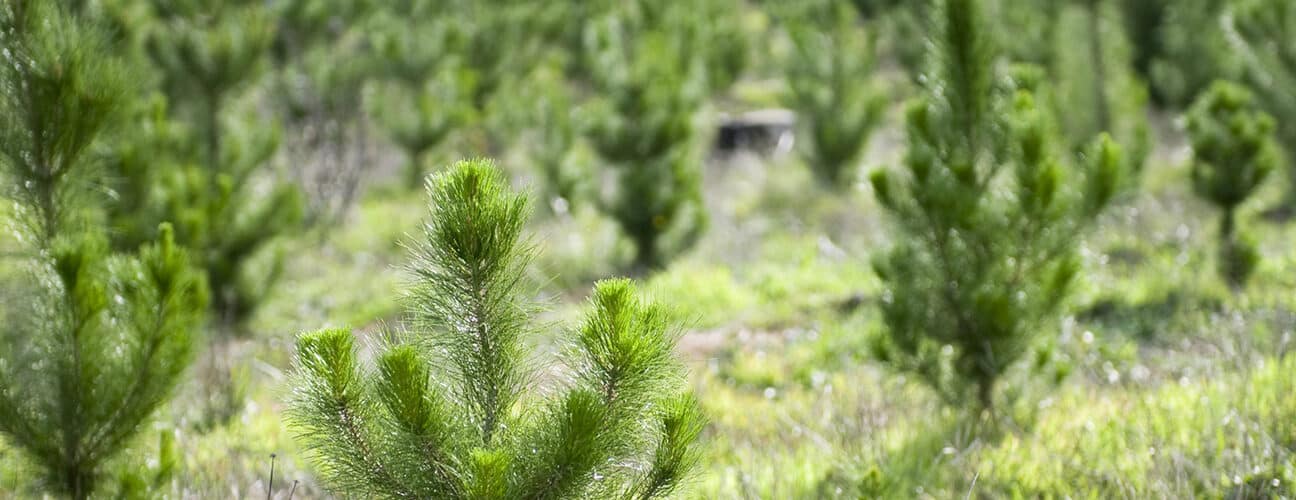 Pine trees growing